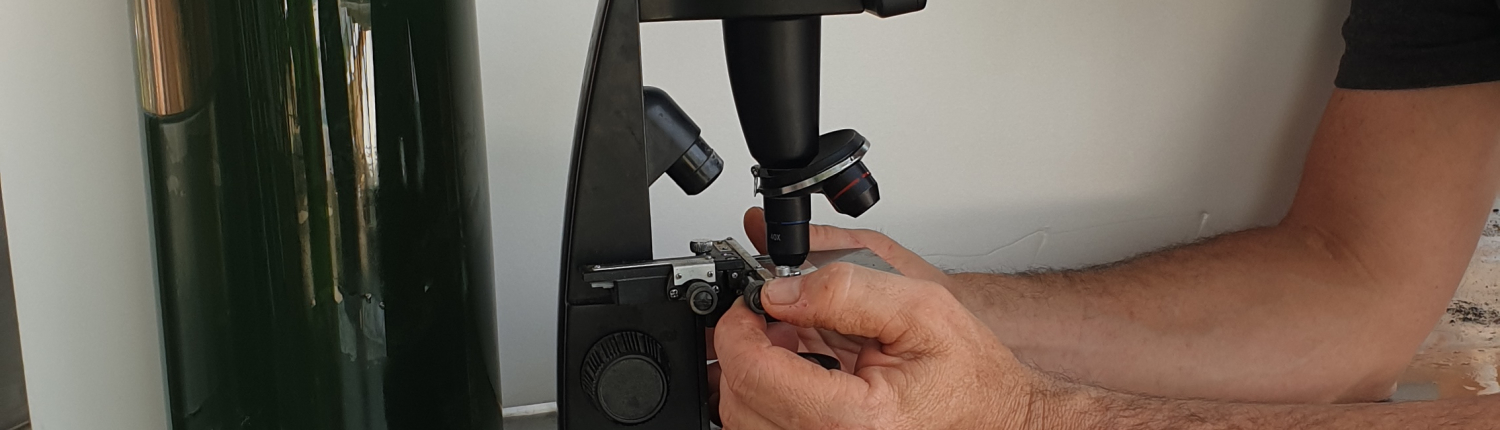 Spiruline de qualité - Spiruline D'aqui